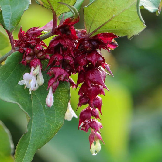 Leycesteria formosa 'Purple Rain'