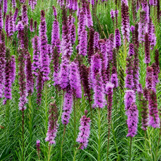 Liatris spicata 'Floristan Violett'