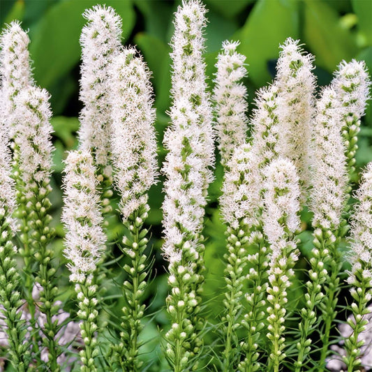 Liatris spicata 'Floristan Weiss'