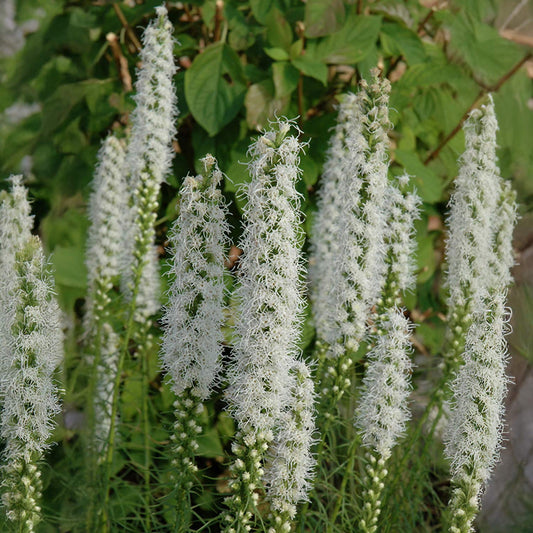 Liatris spicata 'Floristan Weiss'