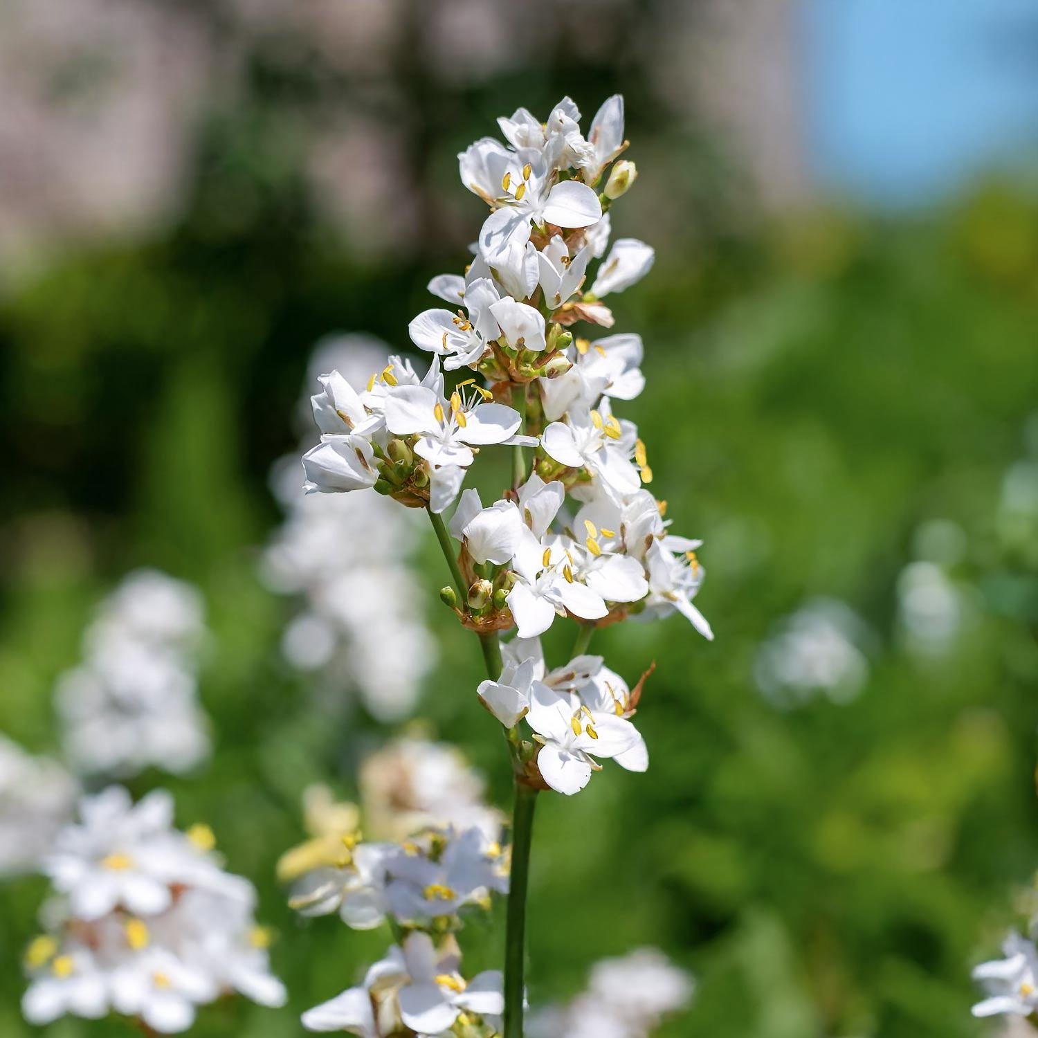 Libertia grandiflora