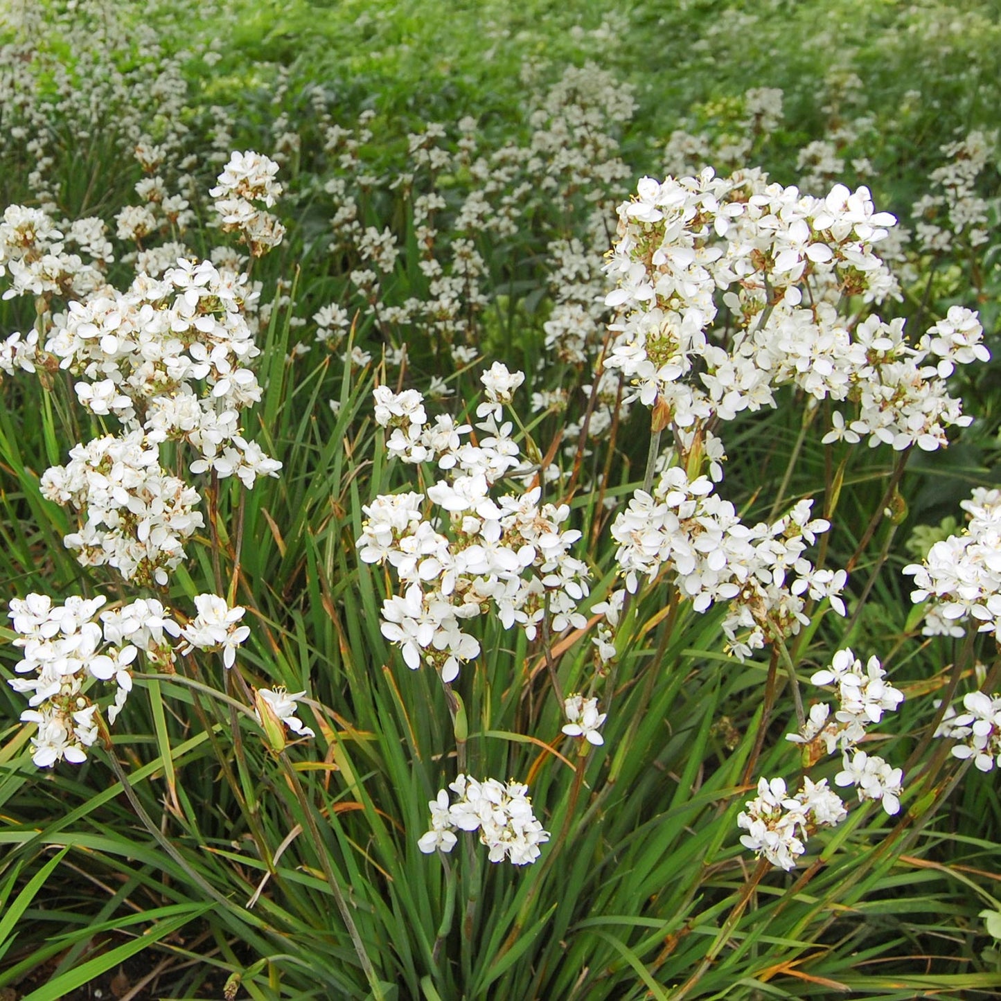 Libertia grandiflora