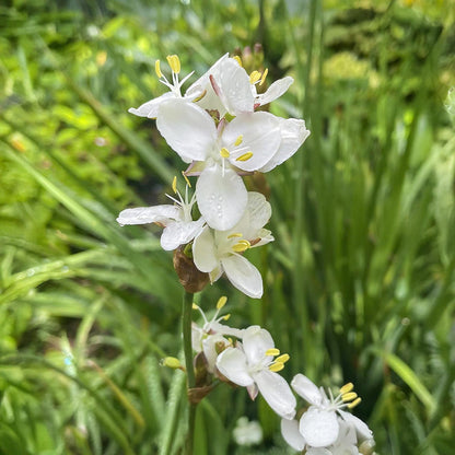 Libertia grandiflora