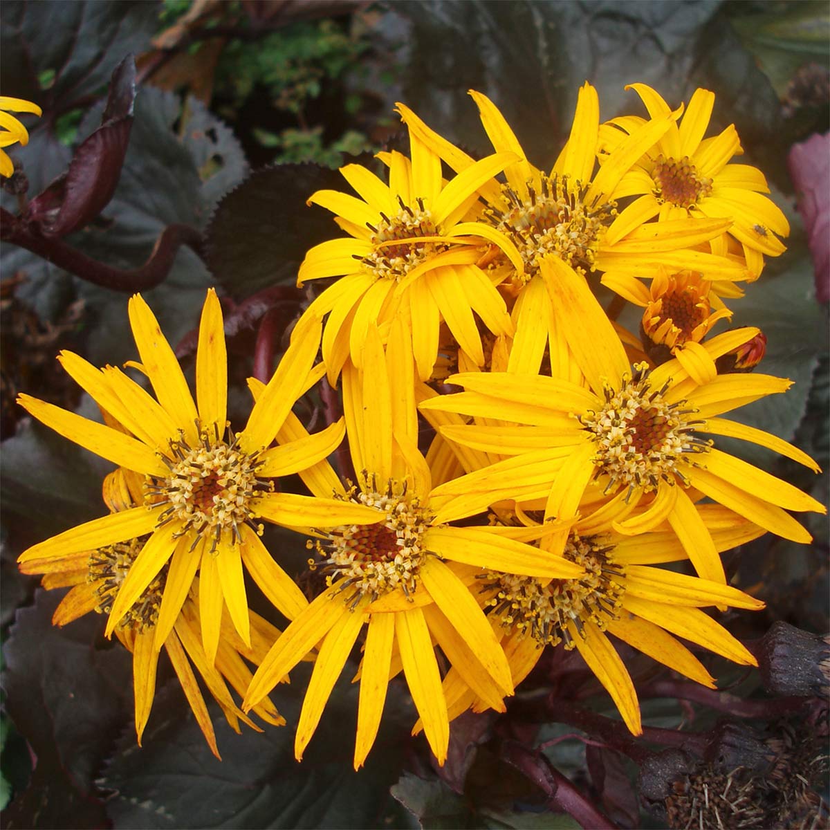 Ligularia 'Britt-Marie Crawford'