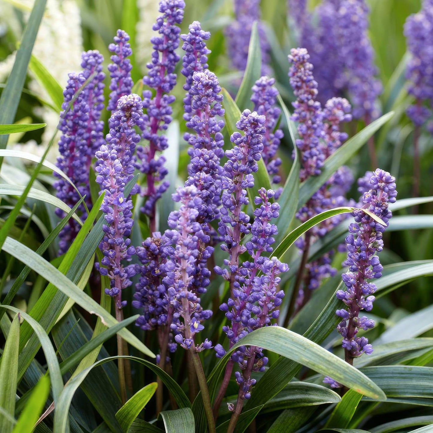 Liriope muscari 'Big Blue'. Purple flower spikes with green leaves growing together in a garden setting.