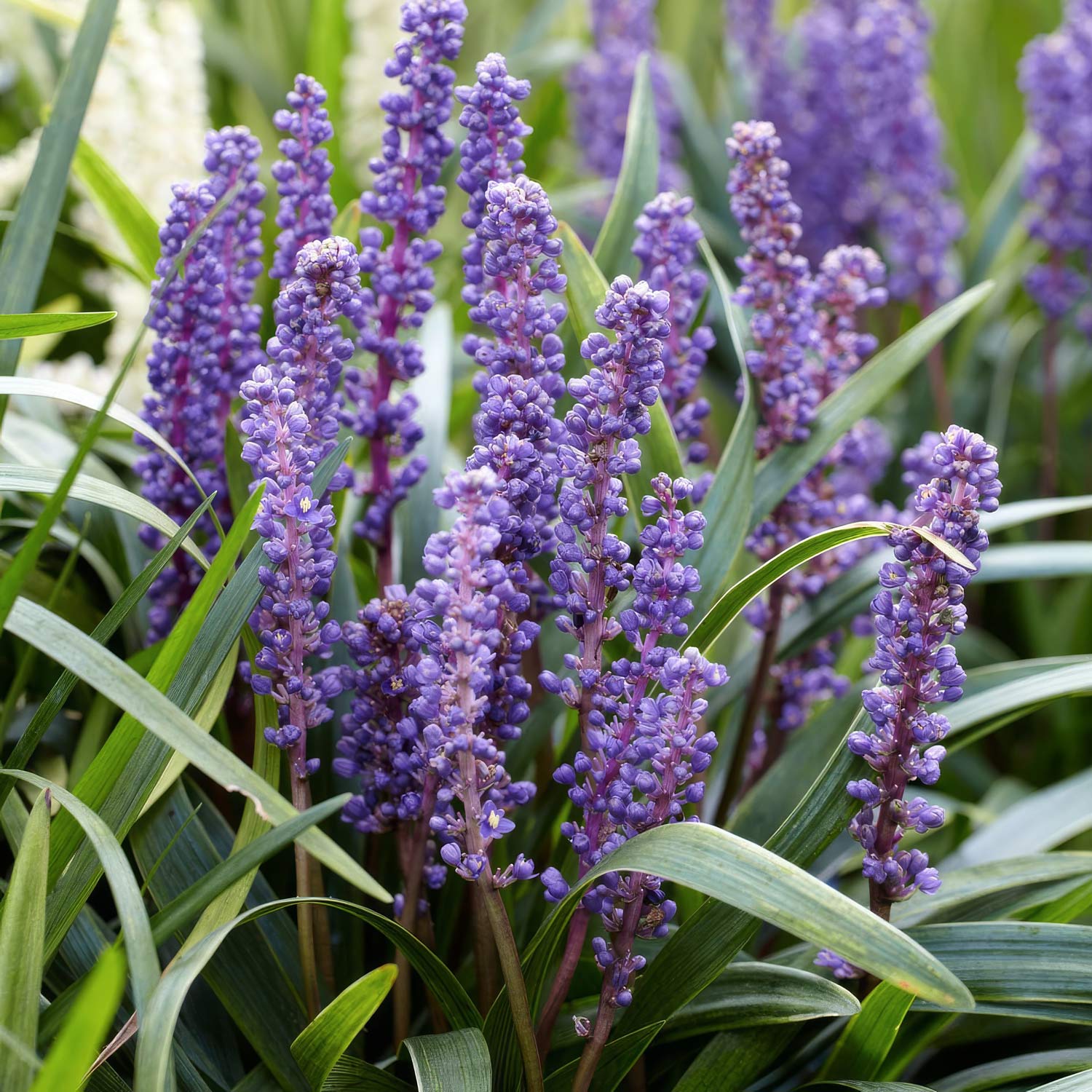 Liriope muscari 'Big Blue'. Purple flower spikes with green leaves growing together in a garden setting.