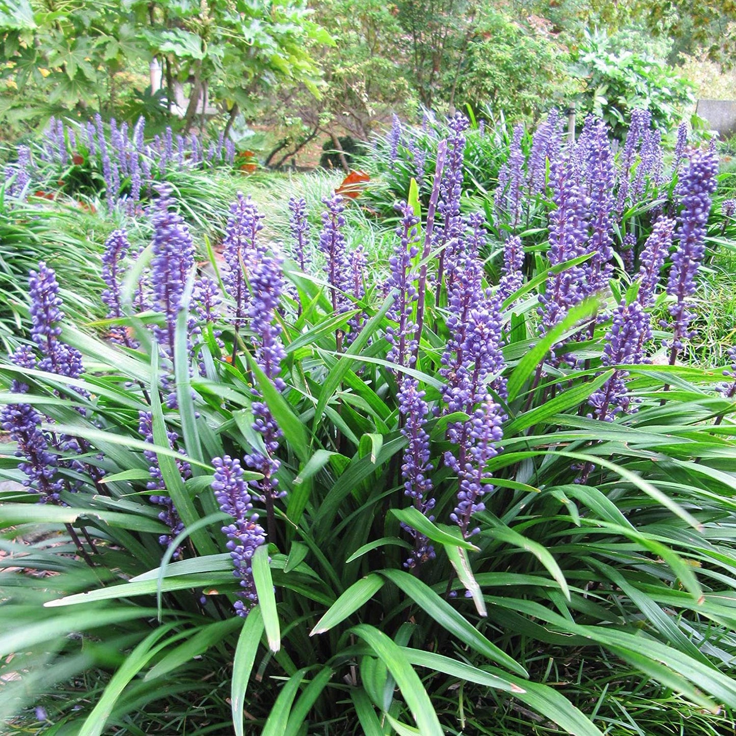 Liriope muscari 'Big Blue'. Purple flower spikes and long green leaves of a lily-turf plant growing in a garden setting.