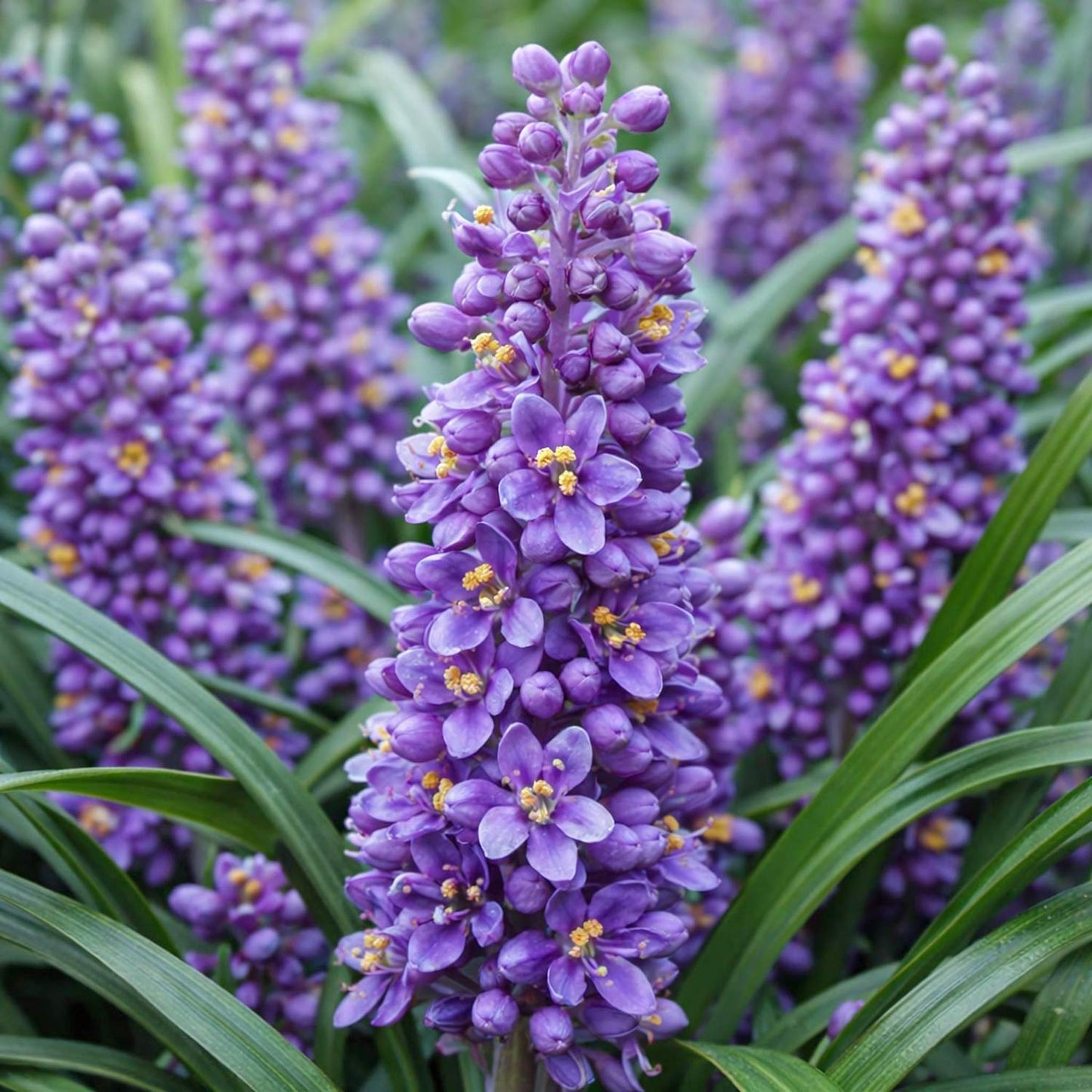 Liriope muscari 'Big Blue'. Purple flowering stems with small blossoms and yellow centers, surrounded by green leaves in a natural outdoor setting.