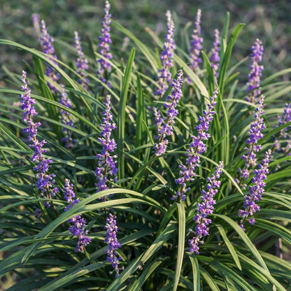 Liriope muscari 'Big Blue'. Purple flower spikes with long green leaves growing together in a garden setting.