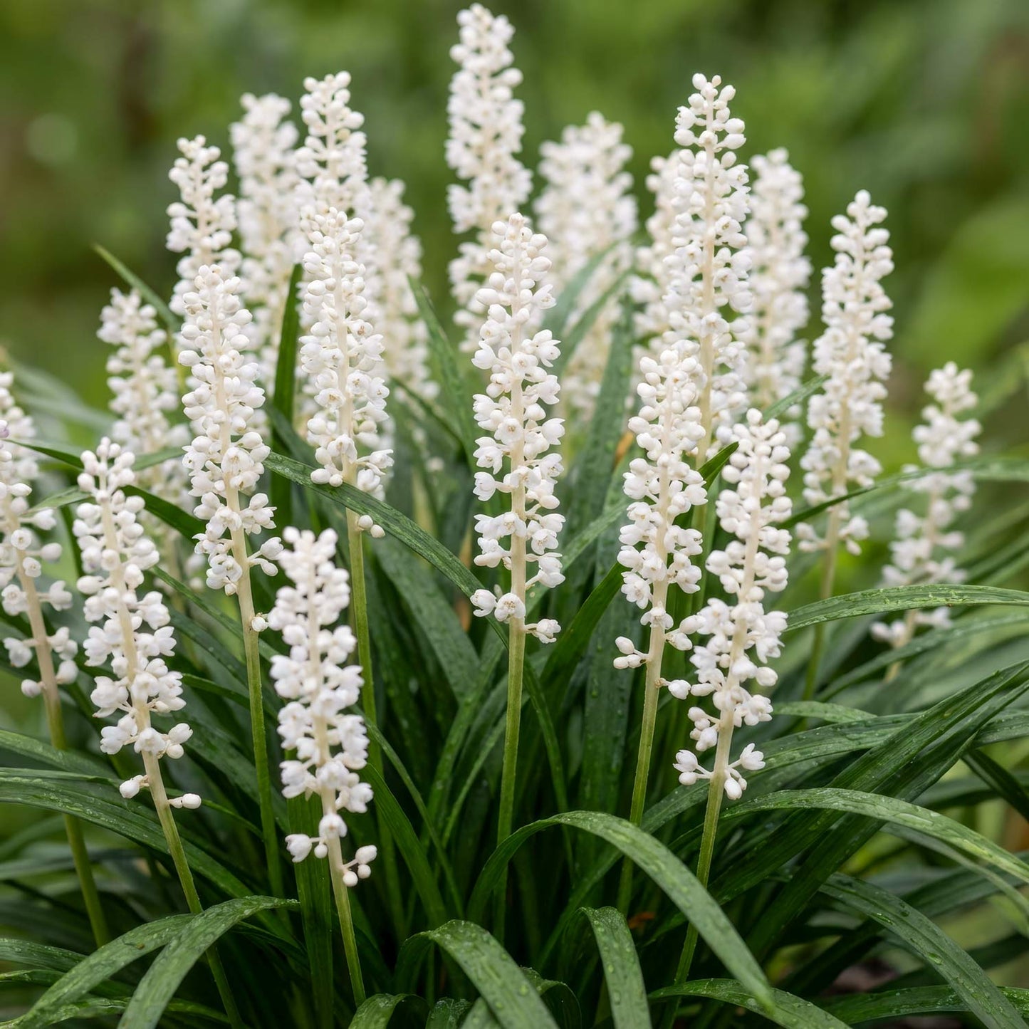 Liriope muscari 'Monroe White'. White flowering plants with green leaves on a blurred green background
