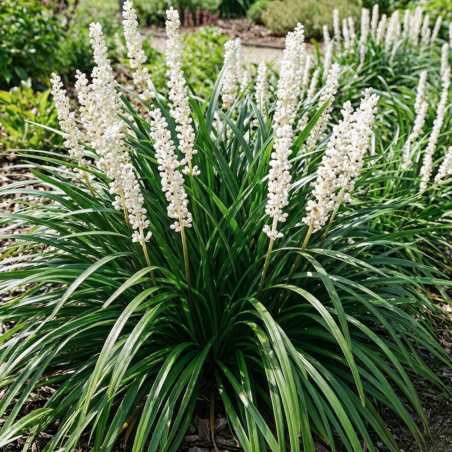 Liriope muscari 'Monroe White'.  Plant with white flowers and green leaves in a garden setting