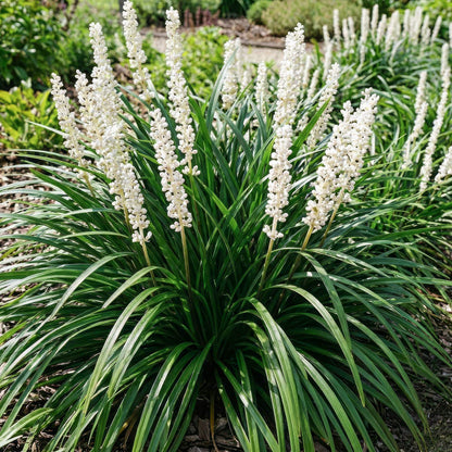 Liriope muscari 'Monroe White'.  Plant with white flowers and green leaves in a garden setting