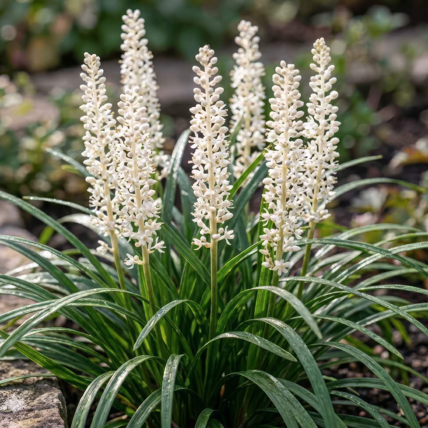 Liriope muscari 'Monroe White'. Group of white flowering plants with green leaves in a garden setting