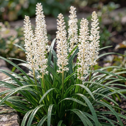Liriope muscari 'Monroe White'. Group of white flowering plants with green leaves in a garden setting