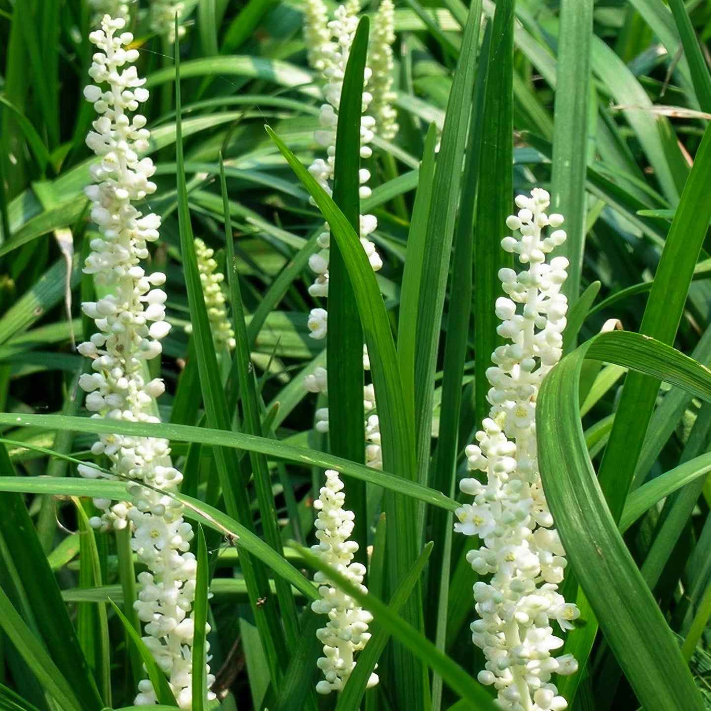 Liriope muscari 'Monroe White'