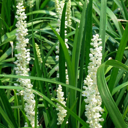 Liriope muscari 'Monroe White'