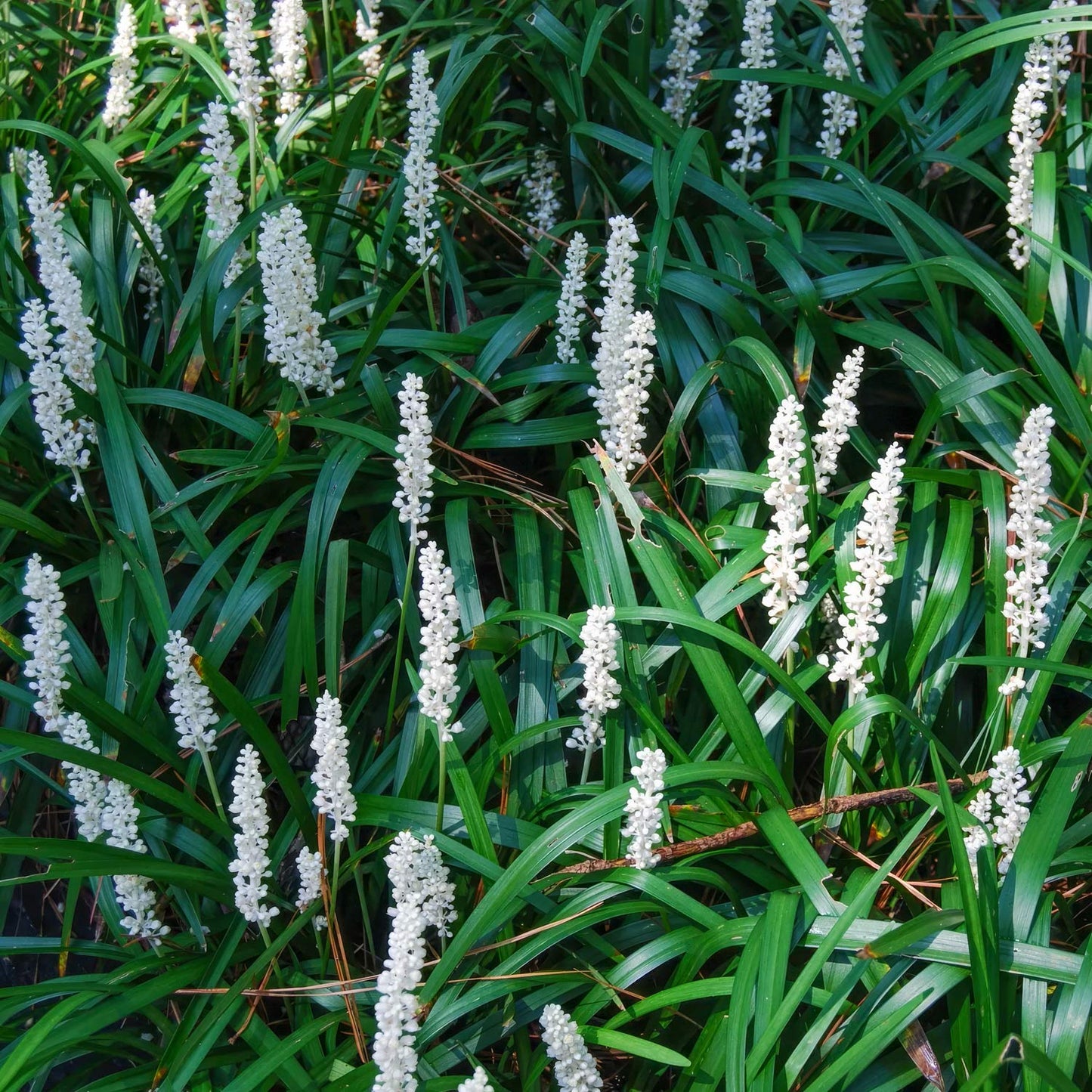 Liriope muscari 'Monroe White'. White flowers with green leaves on a natural background