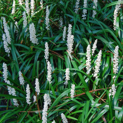 Liriope muscari 'Monroe White'. White flowers with green leaves on a natural background