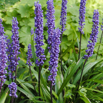Liriope muscari 'Big Blue'. Purple lilyturf flowers blooming in a garden with green leaves and dark stems.