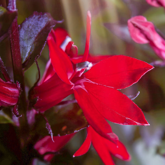 Lobelia cardinalis 'Bee's Flame'