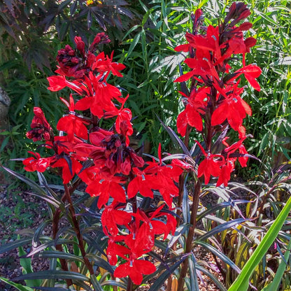 Lobelia cardinalis 'Bee's Flame'