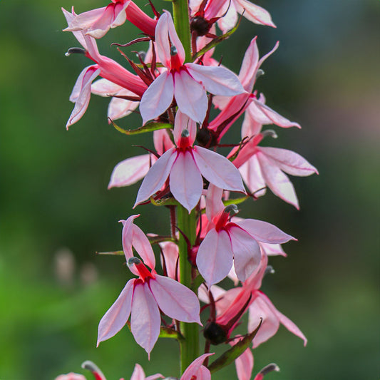 Lobelia 'Compton Pink'