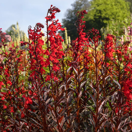 Lobelia x speciosa 'Dark Crusader'