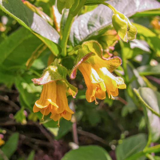 Lonicera involucrata