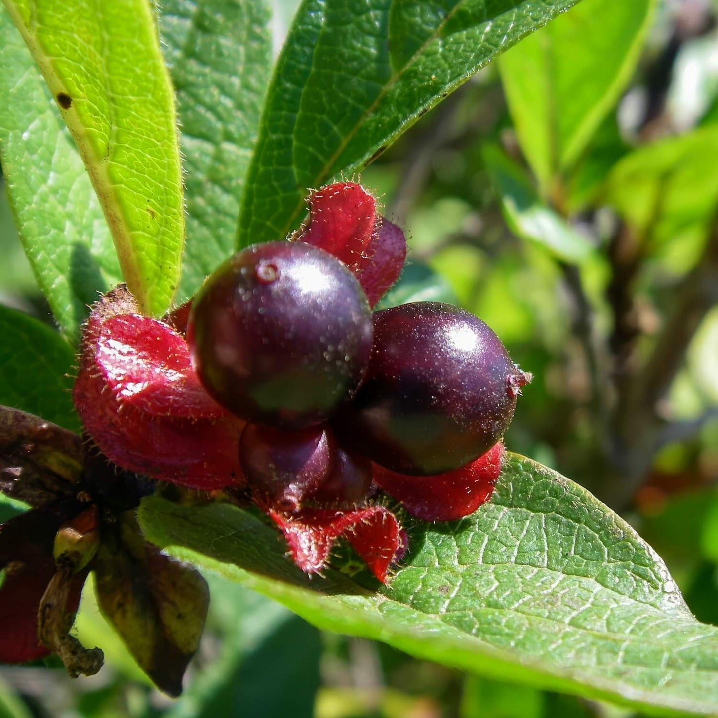 Lonicera involucrata