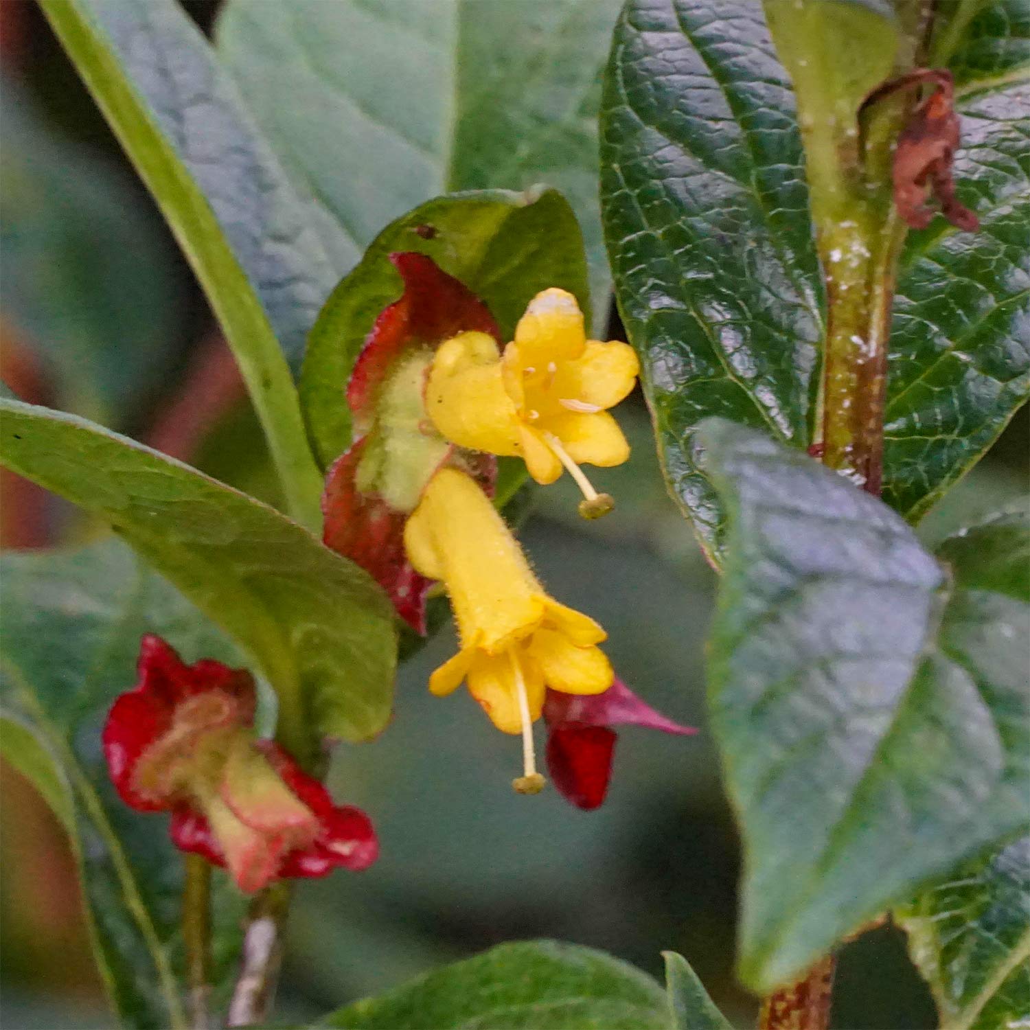 Lonicera involucrata