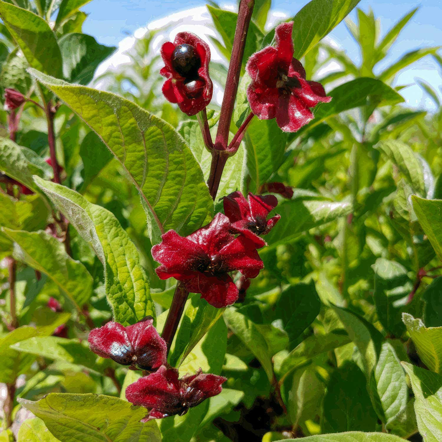 Lonicera involucrata