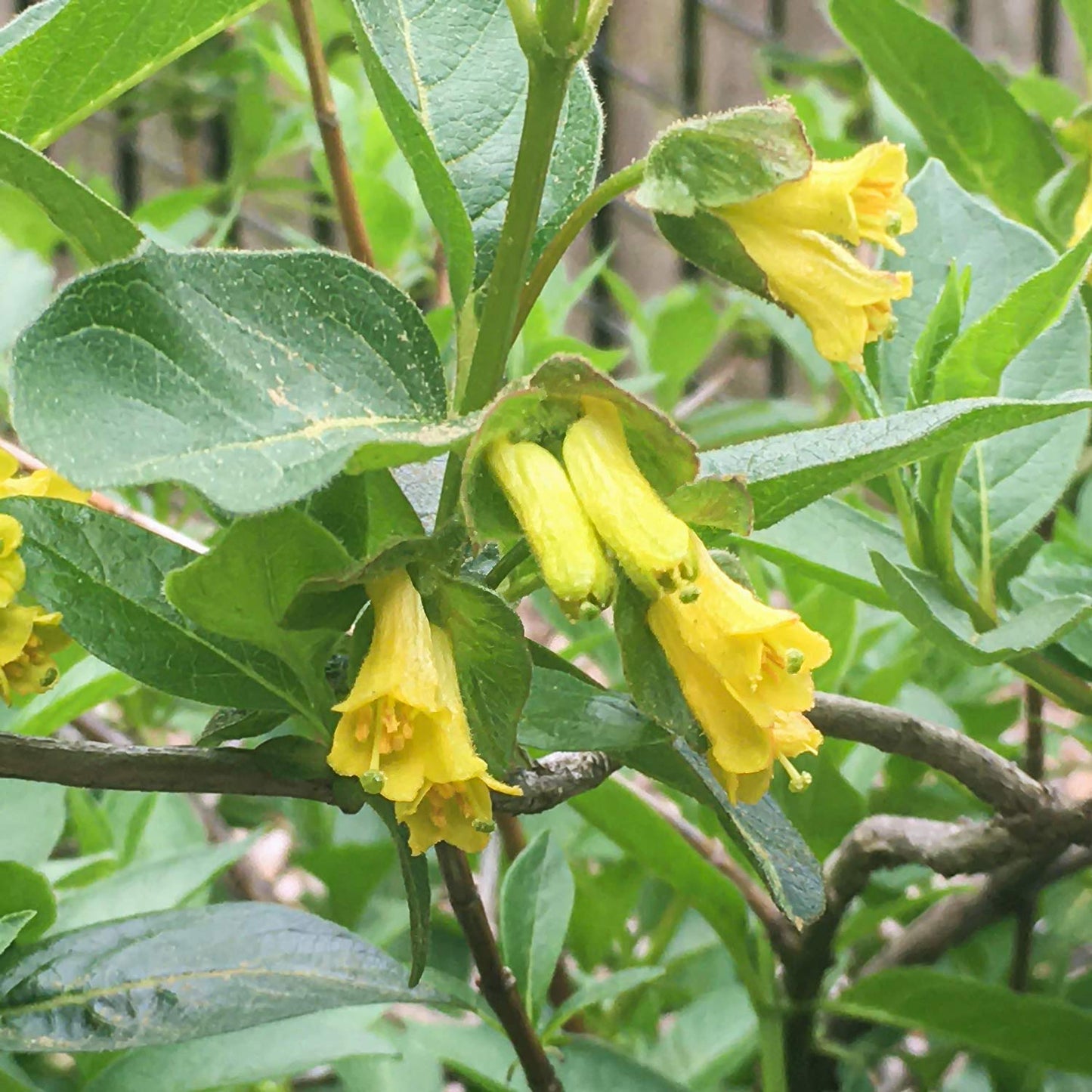 Lonicera involucrata
