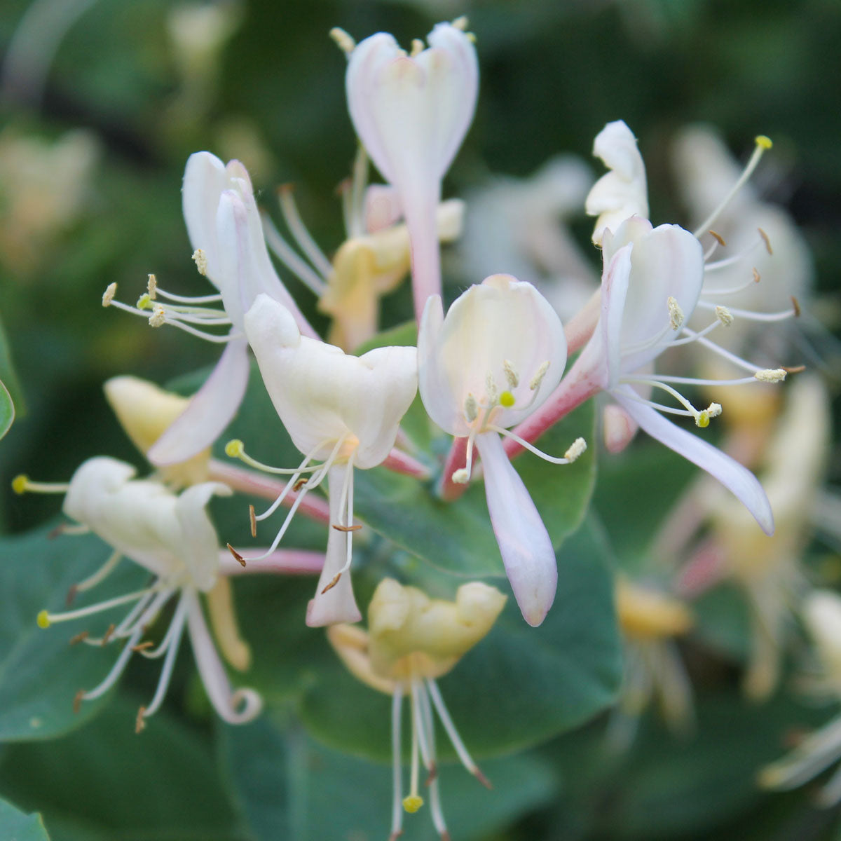 Lonicera japonica var. repens