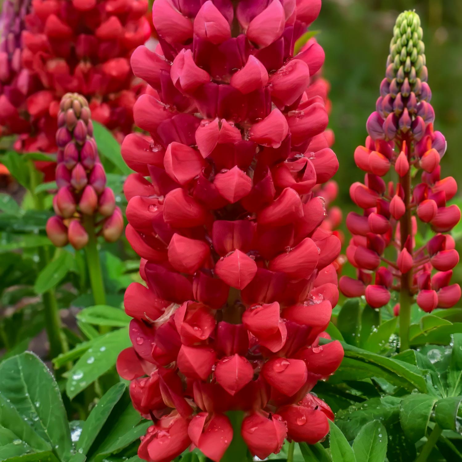 Lupinus 'Beefeater'. Red lupine flowers with green leaves on a blurred natural background
