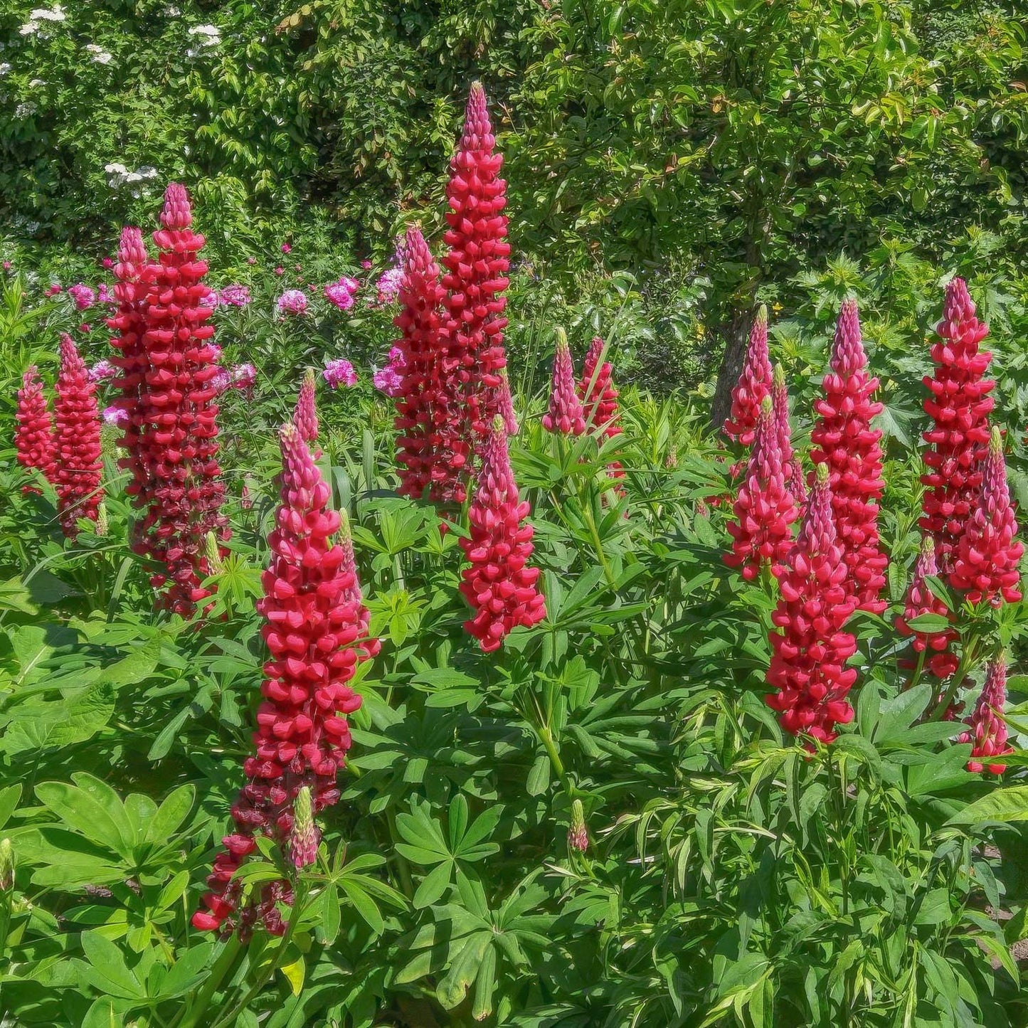Lupinus 'Beefeater'. Red lupine flowers in a garden setting with green foliage.
