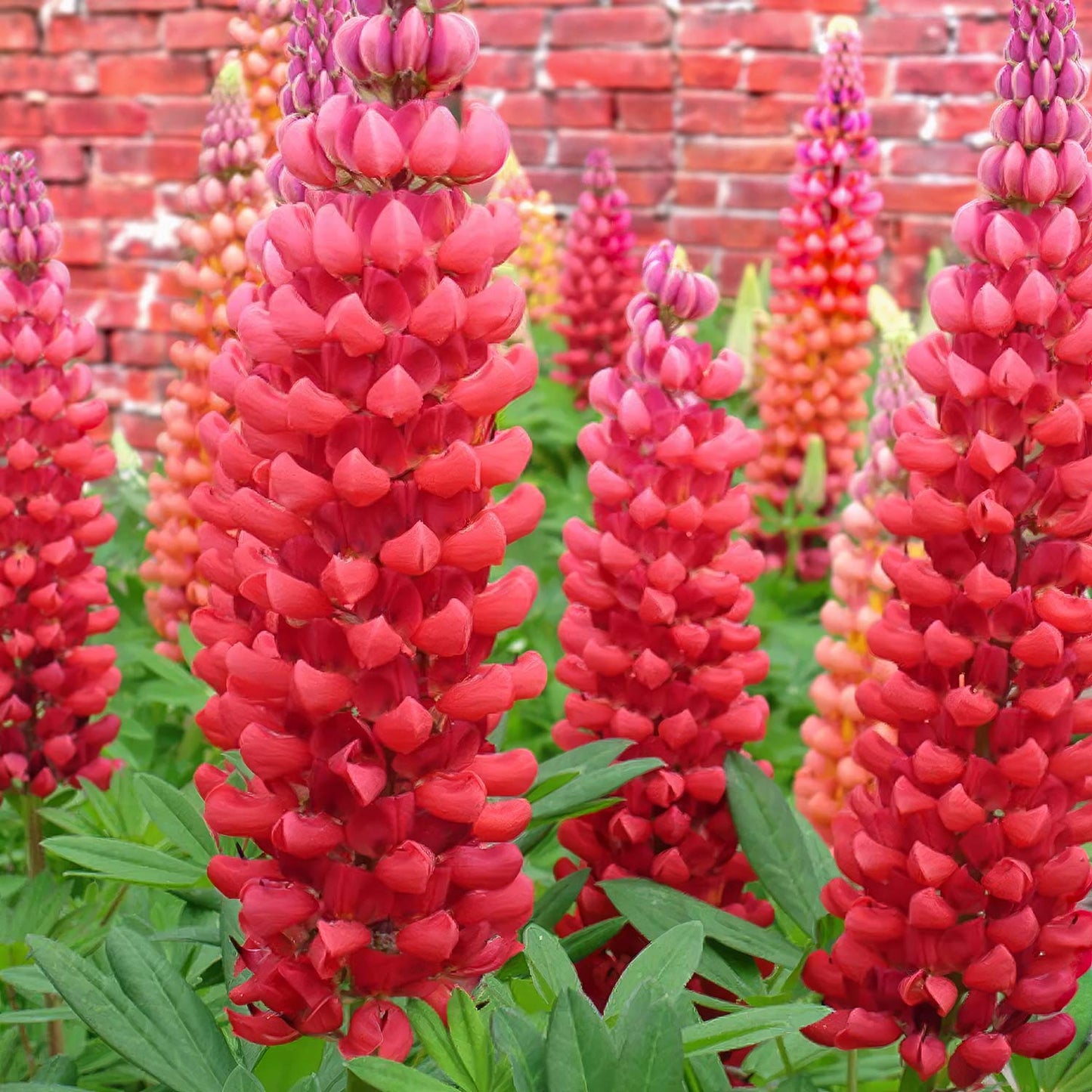 Lupinus 'Beefeater'. Red lupine flowers in a garden with a brick wall background
