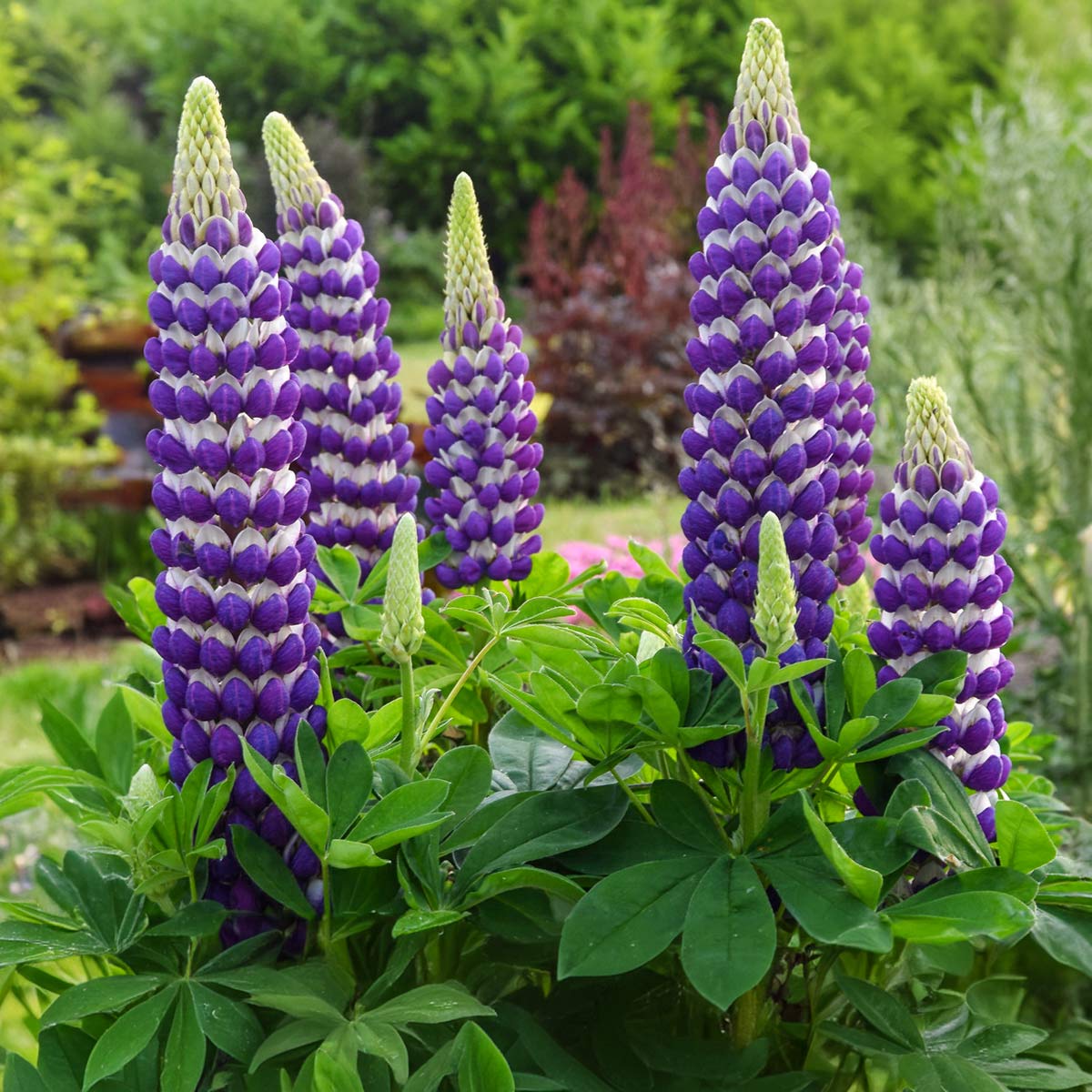 Lupinus 'Blacksmith'