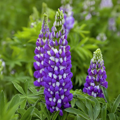 Lupinus 'Blacksmith'