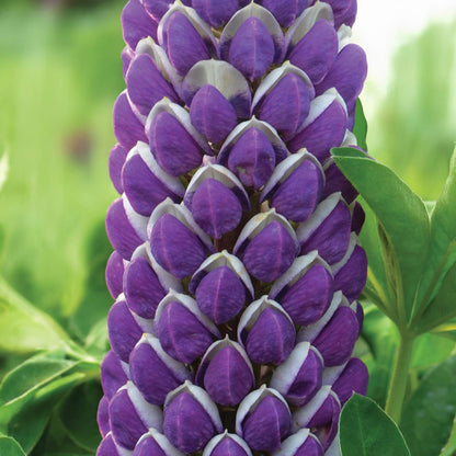 Lupinus 'Blacksmith'