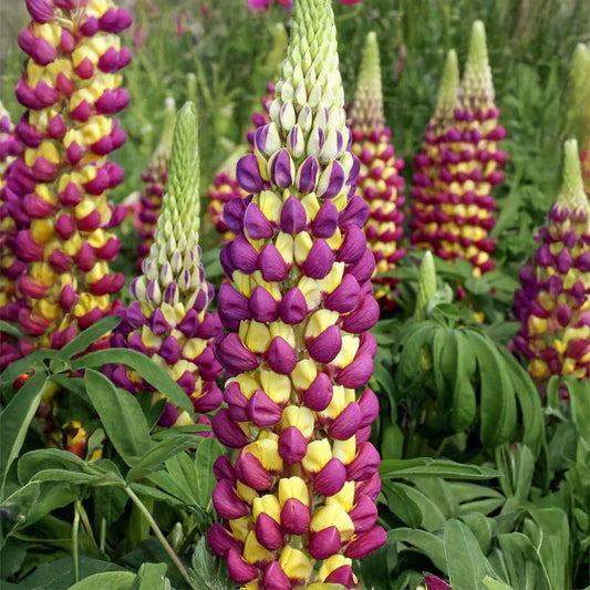 Lupinus 'Manhattan Lights'