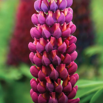 Lupinus 'Masterpiece'