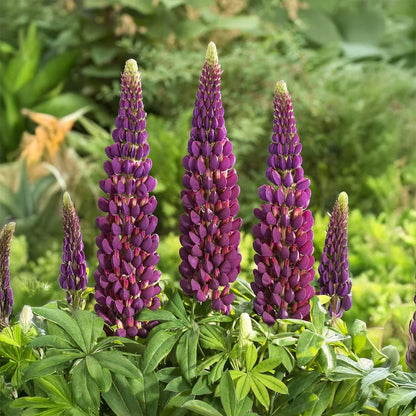 Lupinus 'Masterpiece'