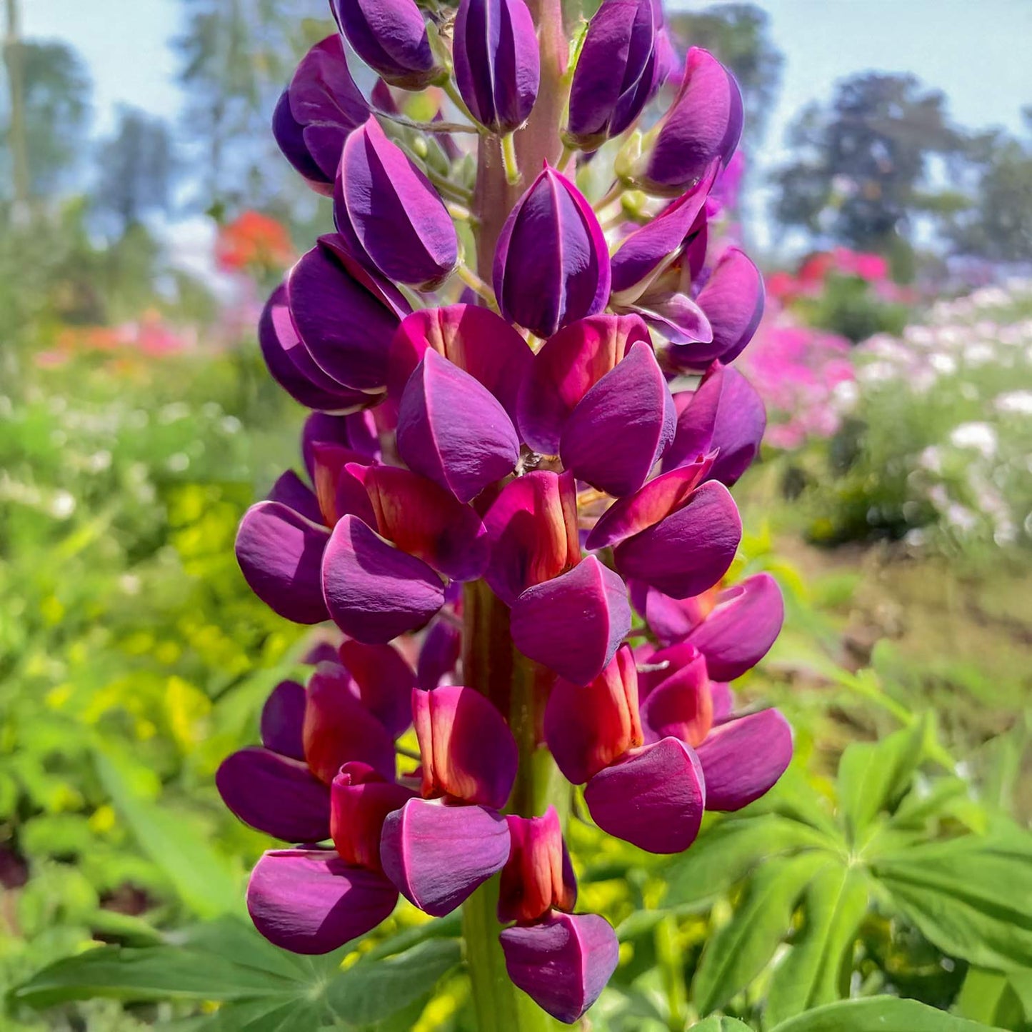 Lupinus 'Masterpiece'