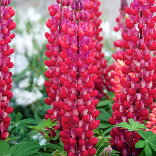 Lupinus 'Red Rum'