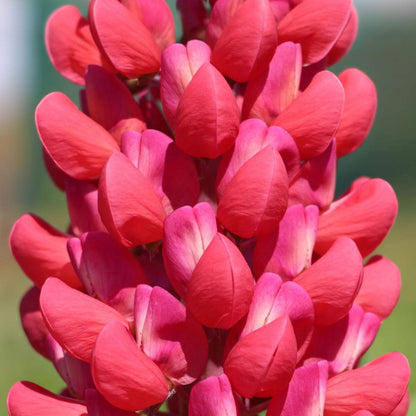 Lupinus 'Red Rum'