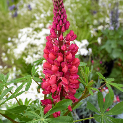 Lupinus 'Red Rum'