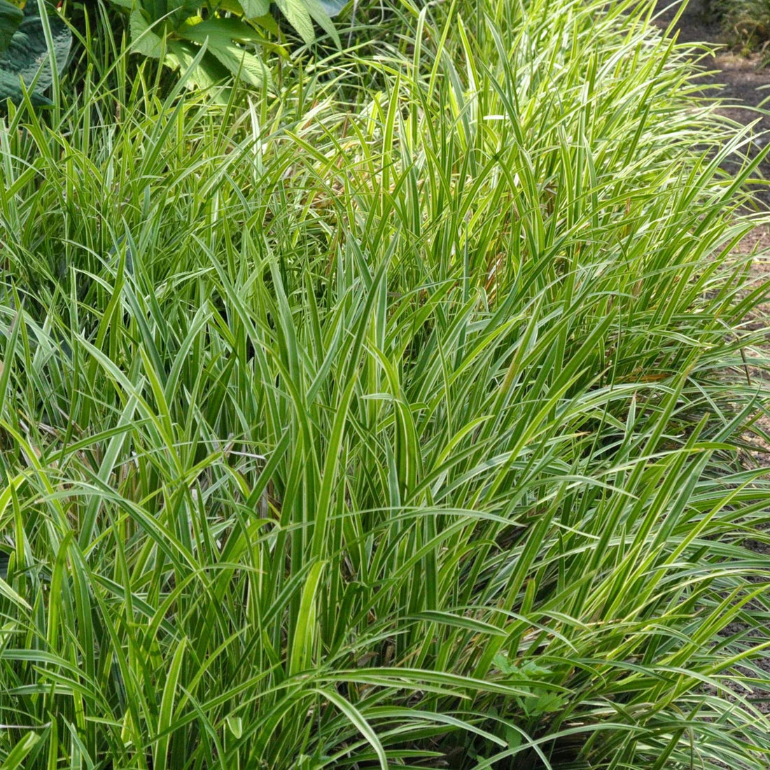 luzula-sylvatica-marginata-barnsdale-gardens