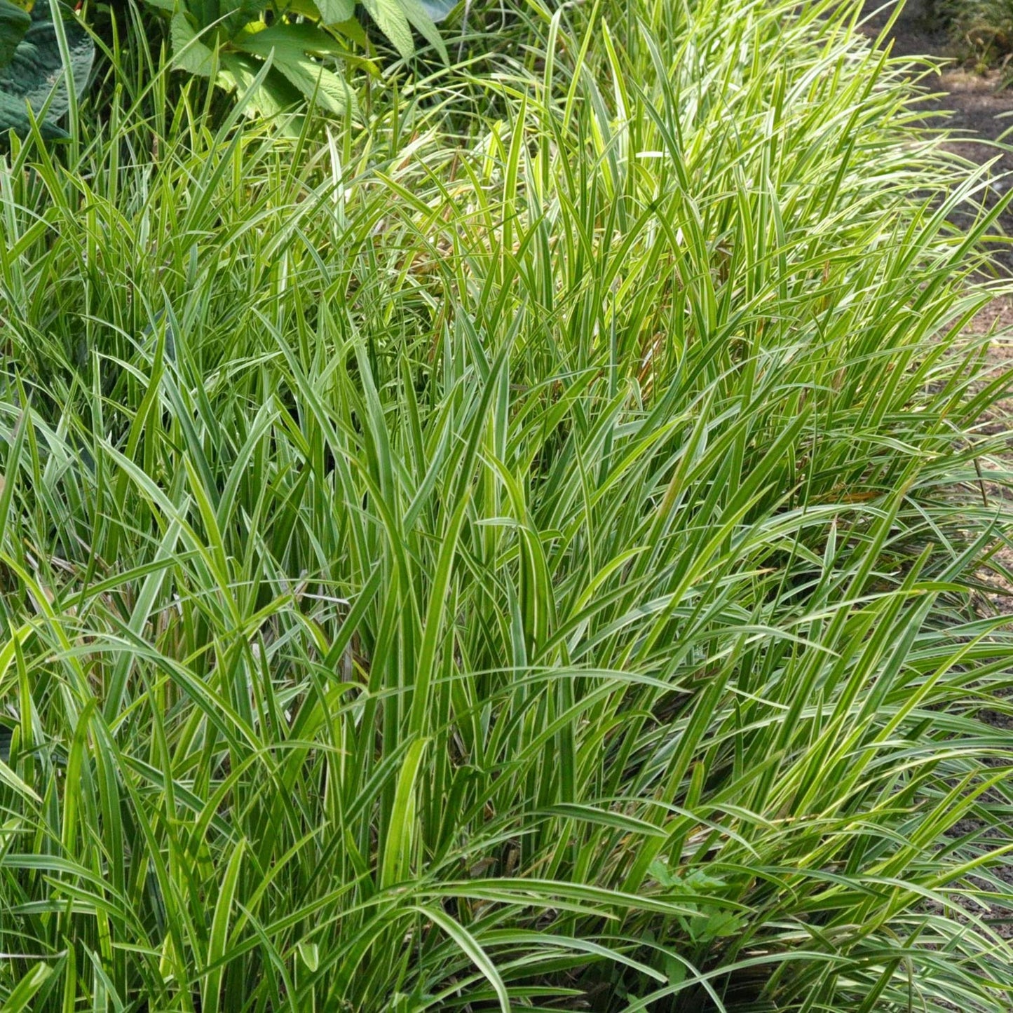 Luzula sylvatica 'Marginata'