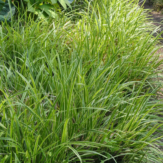 Luzula sylvatica 'Marginata'