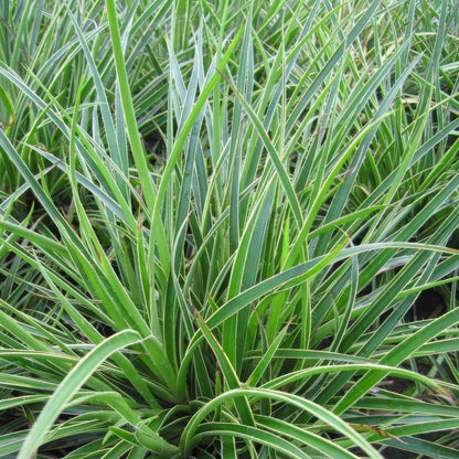 Luzula sylvatica 'Marginata'
